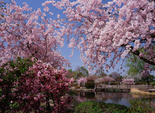 北部公園の桜