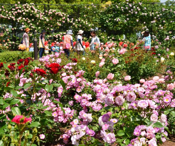 北部公園バラ園