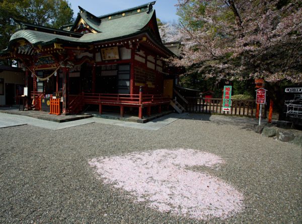 春の玉村八幡宮