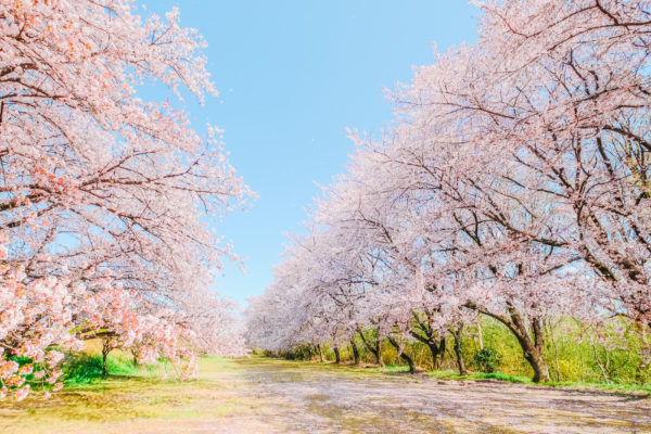 桜満開