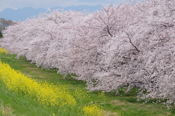 桜満開