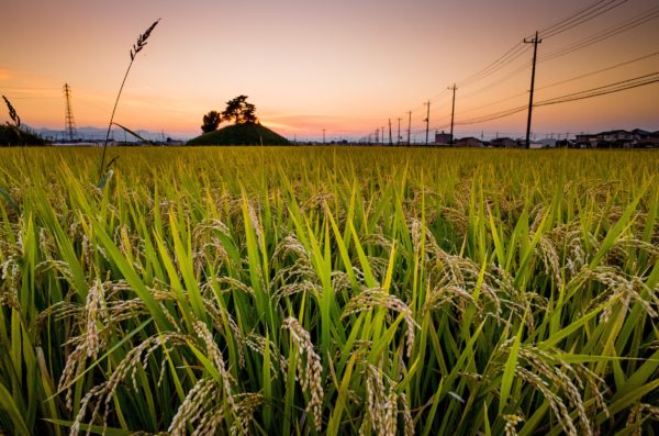 稲の収穫シーズン