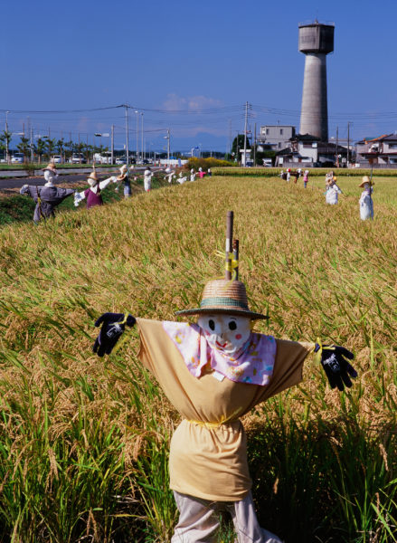 稲の風景