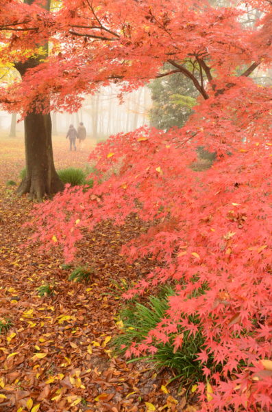 角渕河川敷の紅葉