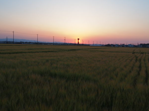 麦秋の朝の風景