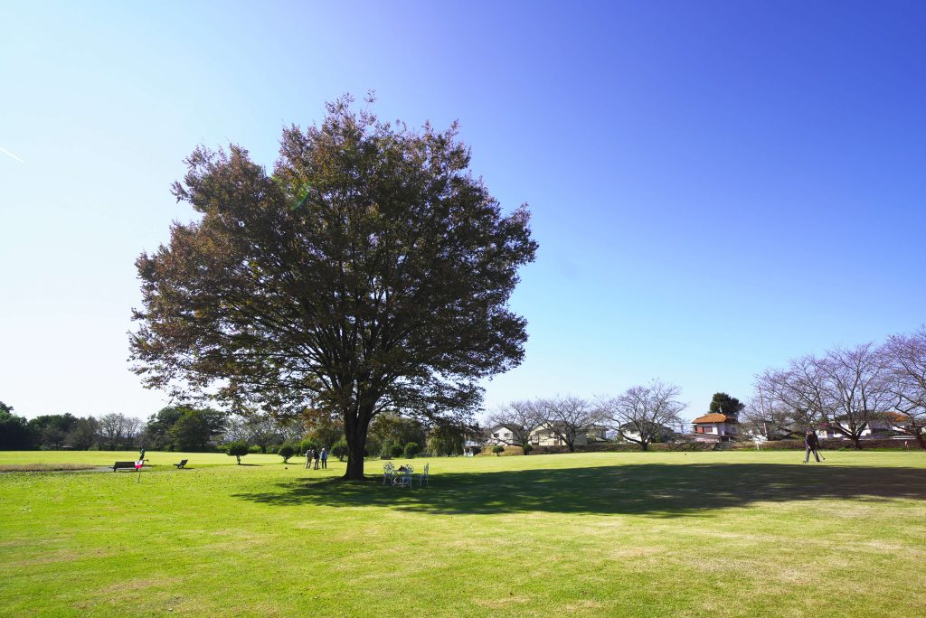 東部スポーツ広場公園のキヤキ