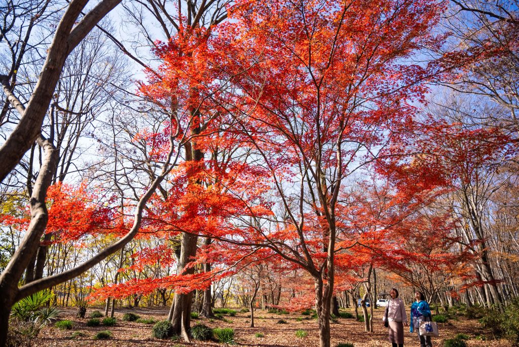 水辺の森公園の「もみじ回廊」