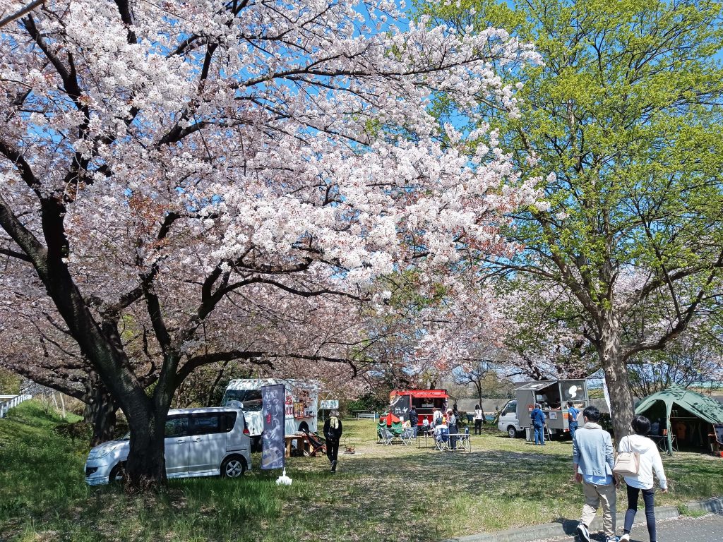東部スポーツ広場公園の桜