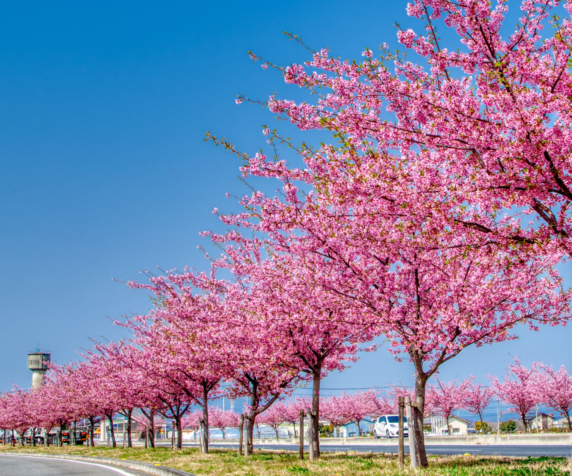 川津桜 